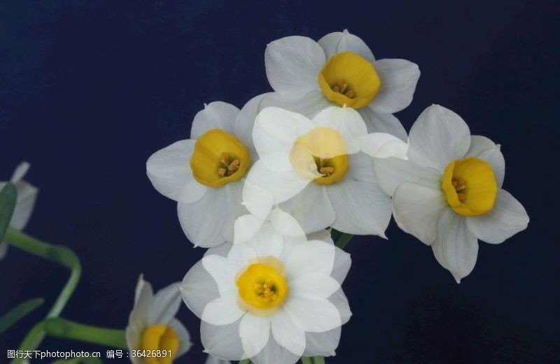 中银花园水仙花二次拍摄