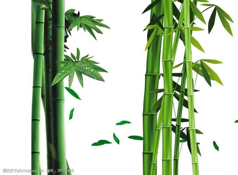 富贵竹元素竹子