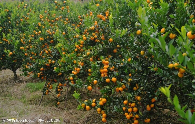 新鲜橙子包装果园