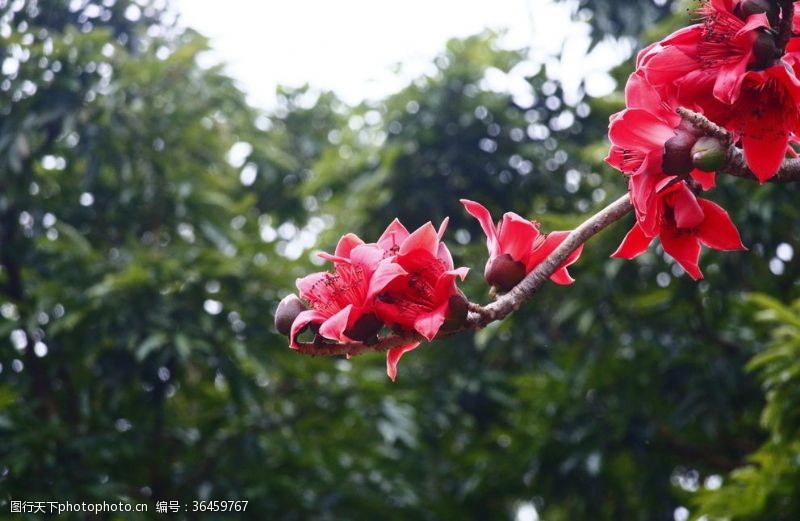 木棉树木棉素材红花红棉英雄花