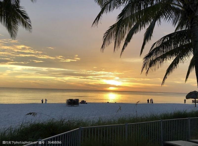 佛罗里达州日落棕榈树海滩夏天海洋