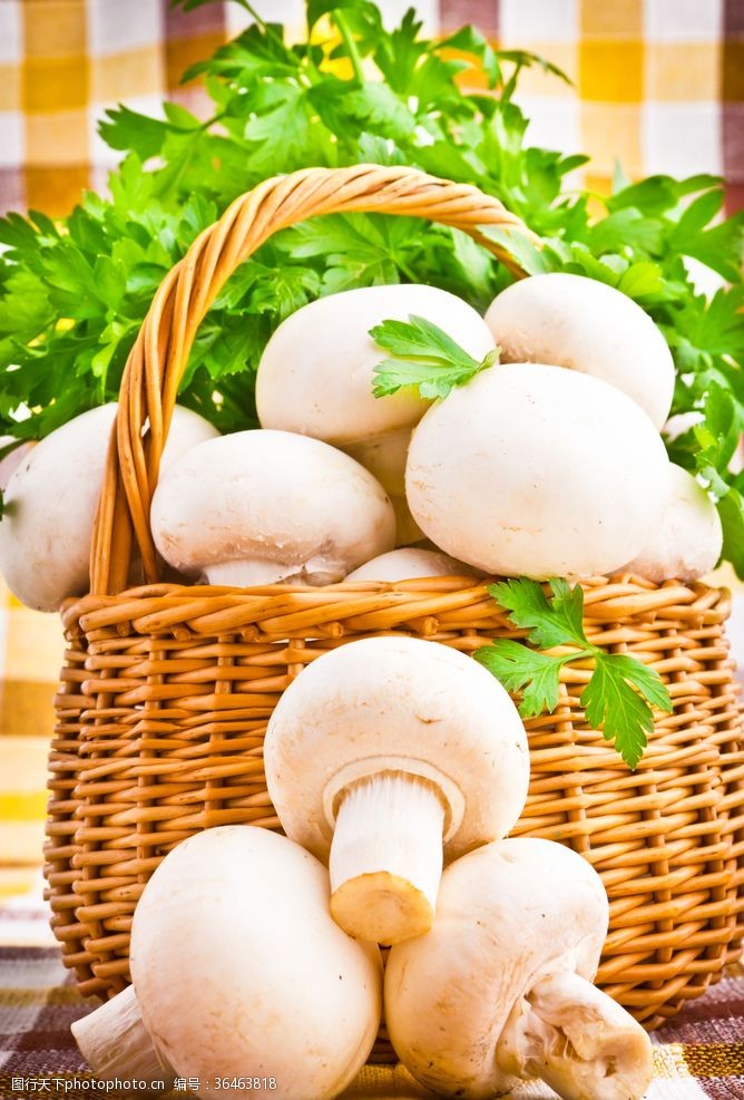 冬花图片免费下载 冬花素材 冬花模板 图行天下素材网