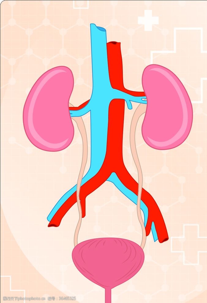 人体器官图矢量人体器官尿液的形成