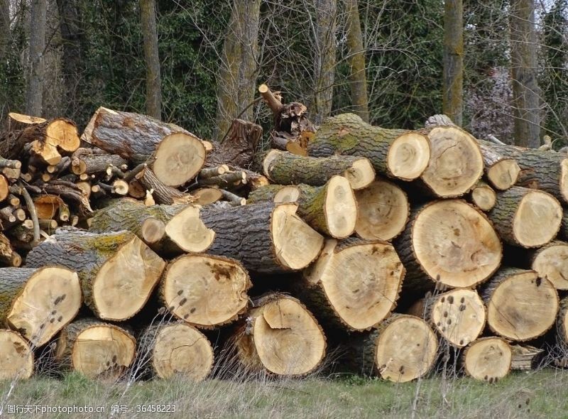 伐木树干切木材树法院莉娜