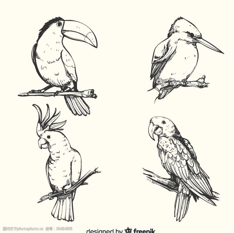 手绘款式4款手绘鸟类设计