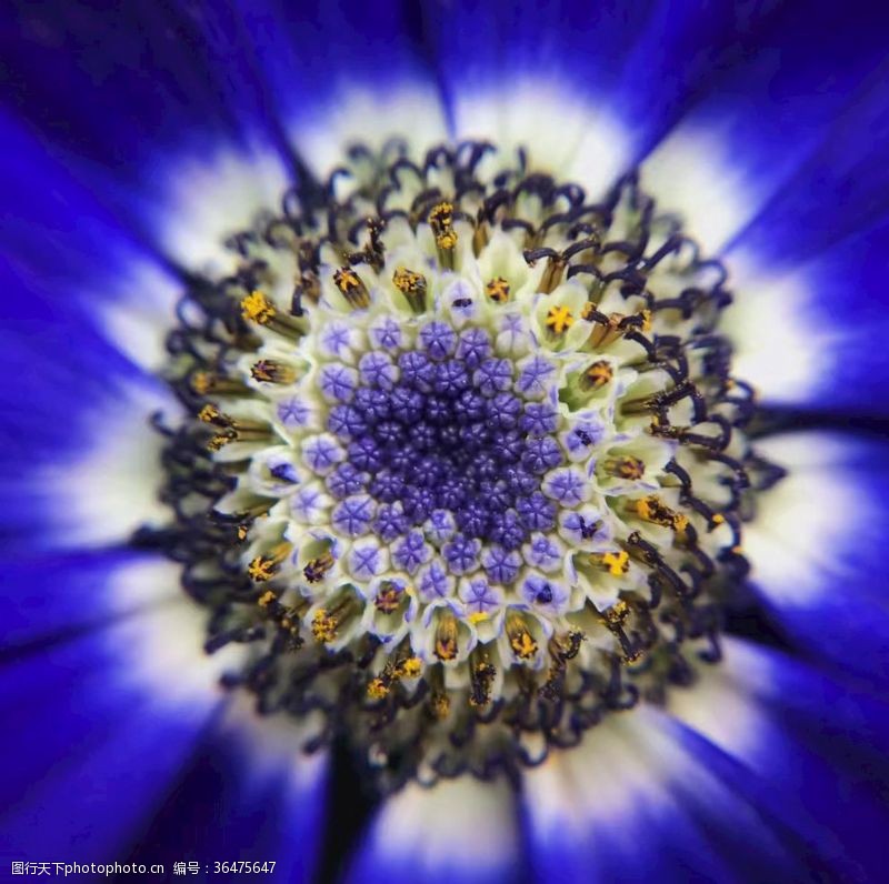 钴蓝蓝色菊花花蕊