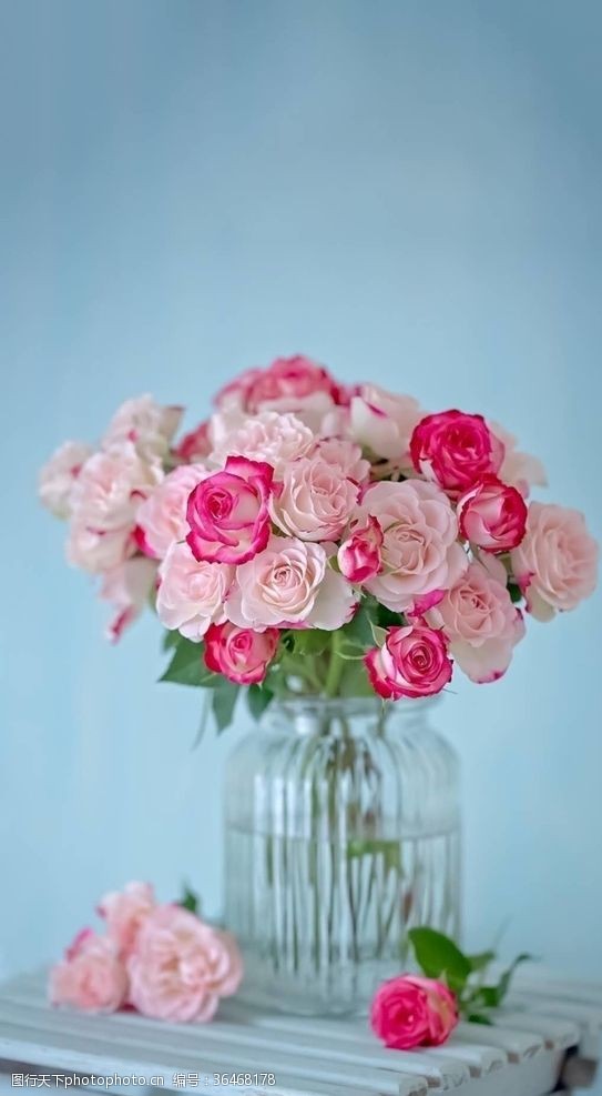 美丽迷人美丽的蔷薇花
