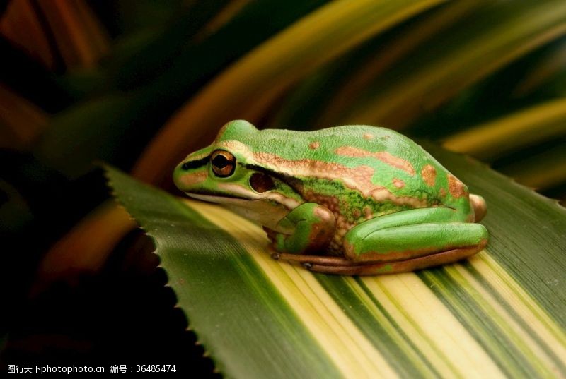 绿色青蛙叶子上的青蛙