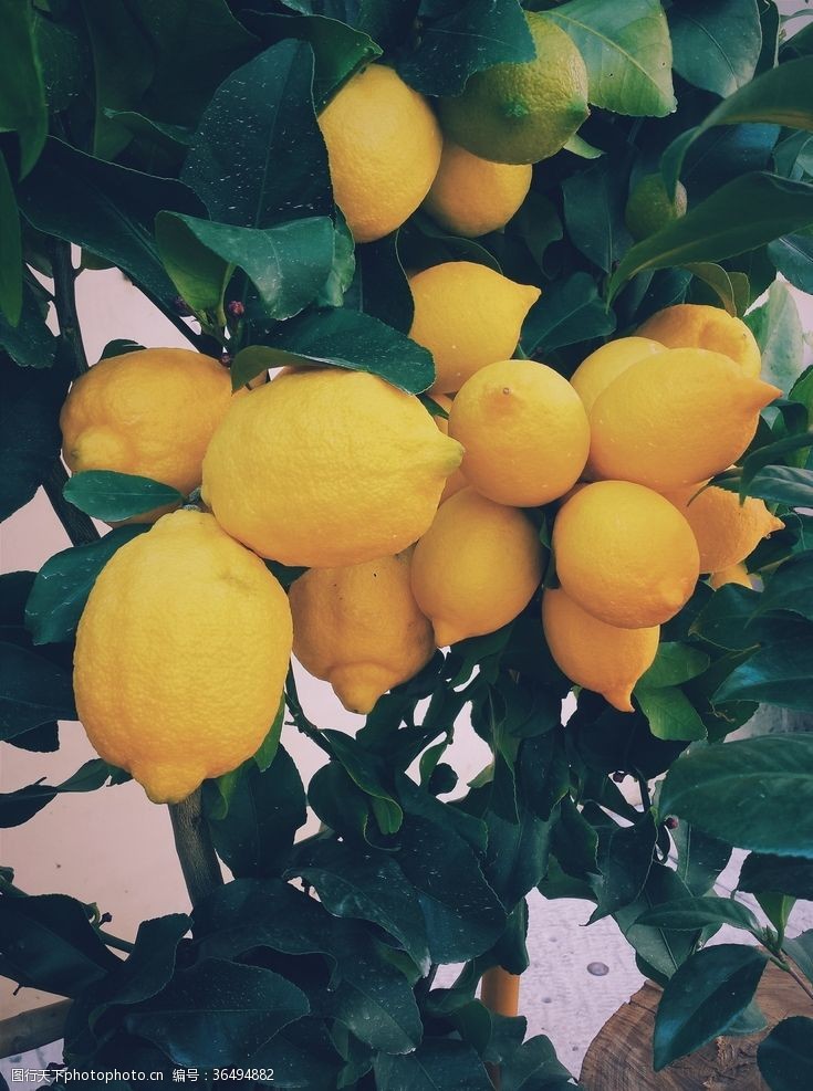 国产梨柠檬