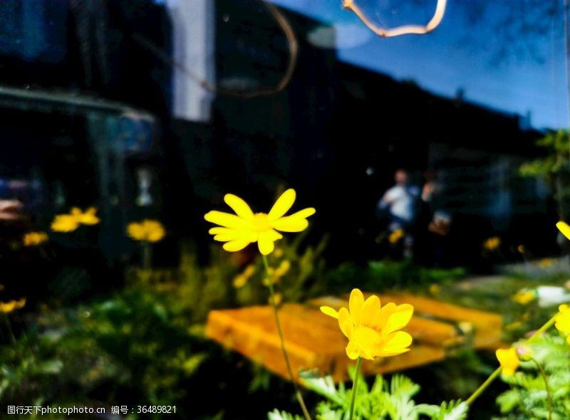 夏天的午后屋前黄色的花