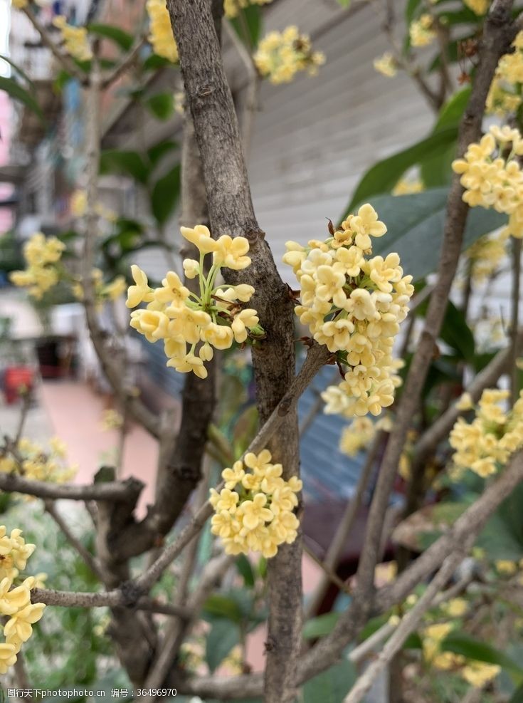 中银花园桂花桂金桂