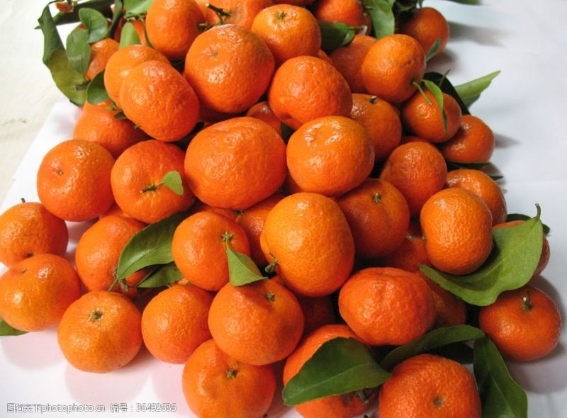 新鲜橙子包装桔子