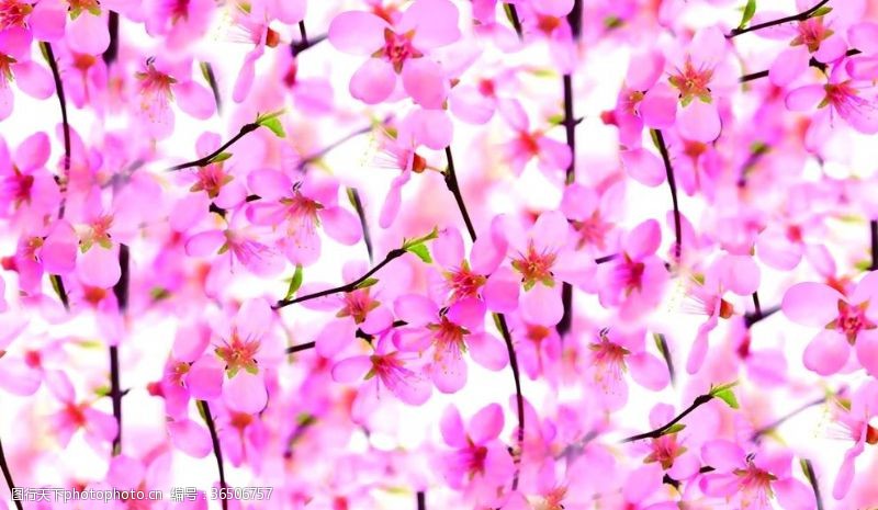 樱花底图十里桃花樱花盛开