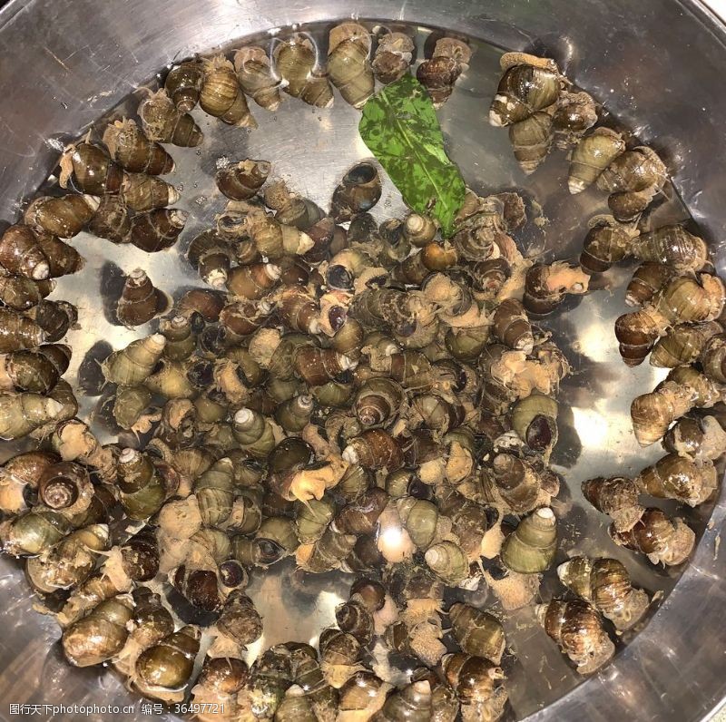 软体动物门图片免费下载 软体动物门素材 软体动物门模板 图行天下素材网