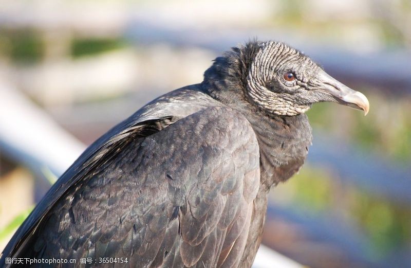 black秃鹫