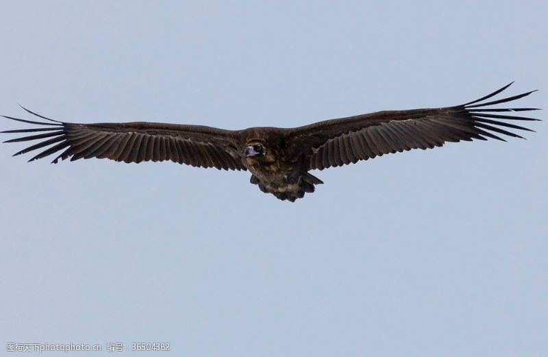black秃鹫