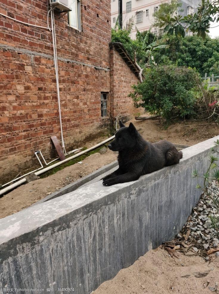 农村狗围墙的黑色看家田园犬