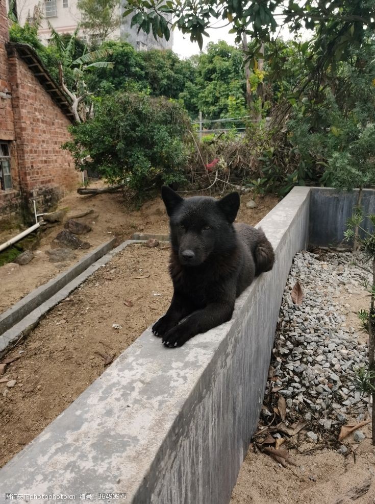 农村狗围墙的黑色看家田园犬