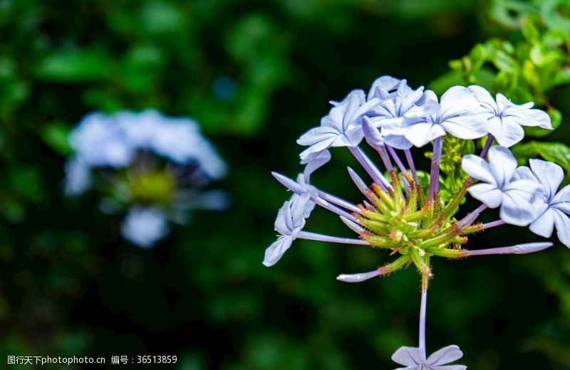 自然花开花淡紫色