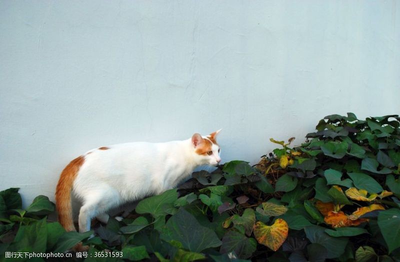 虎皮猫动物猫白色毛皮可爱