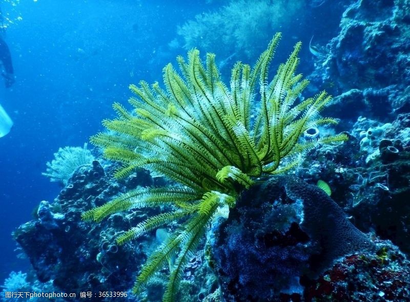 绿色海藻海藻