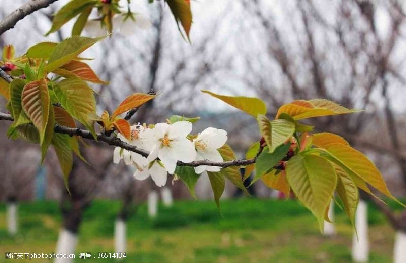 野生百合花花