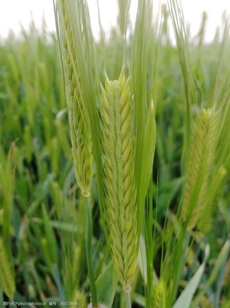 野外麦穗小麦大麦麦地