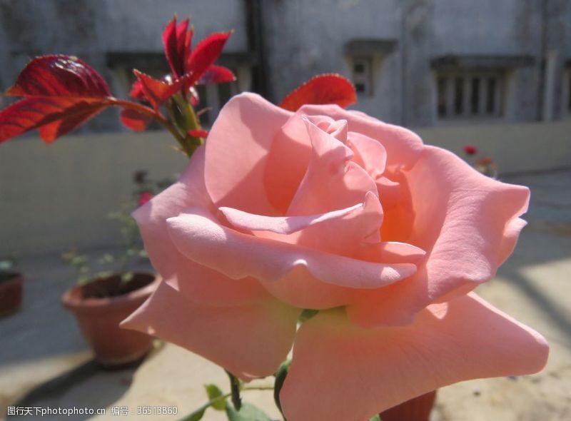 粉红色阳光玫瑰与阳光自然粉红色