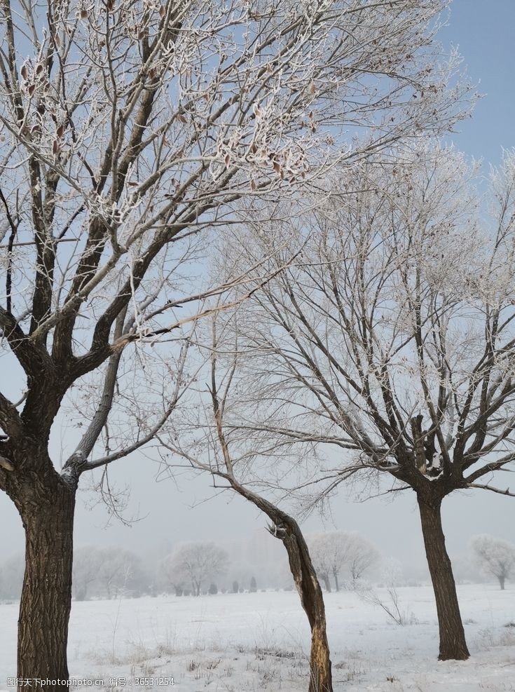 公园漫步雪中树自然景观