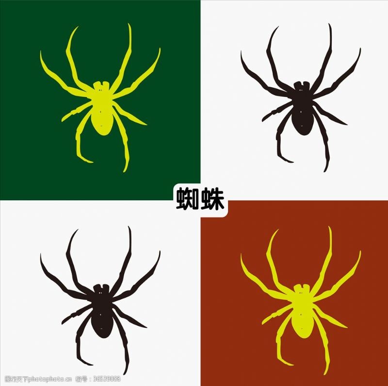 自然百科动物蜘蛛