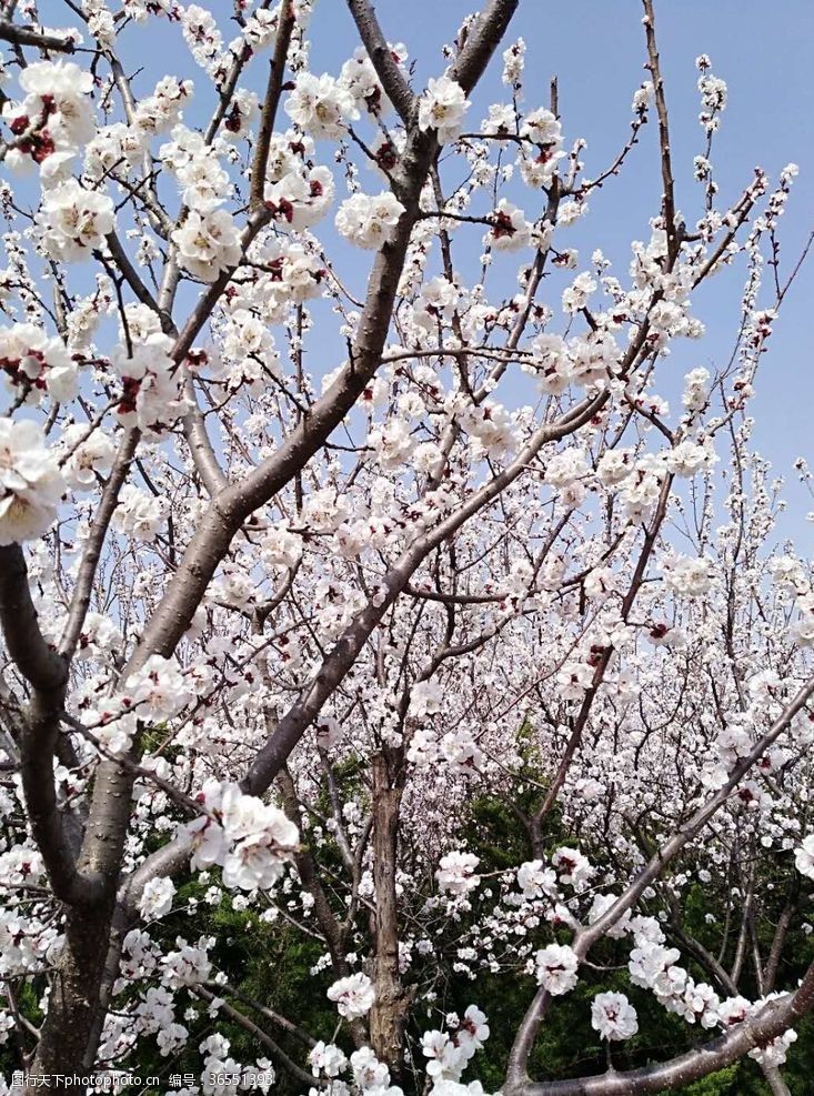 绽开的桃花春天的图片桃花开了