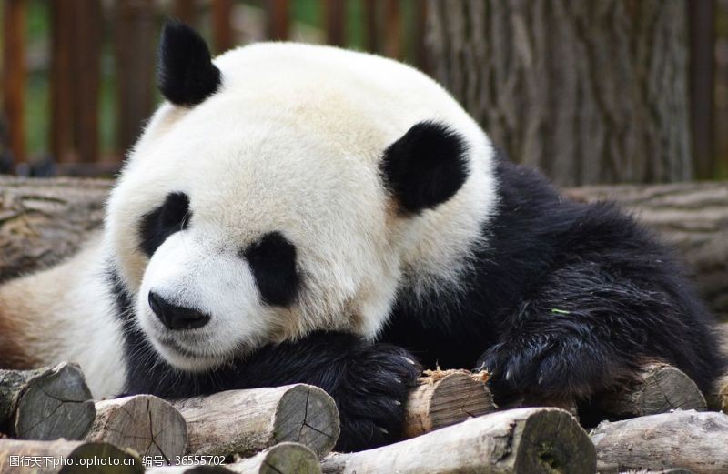 giant大熊猫