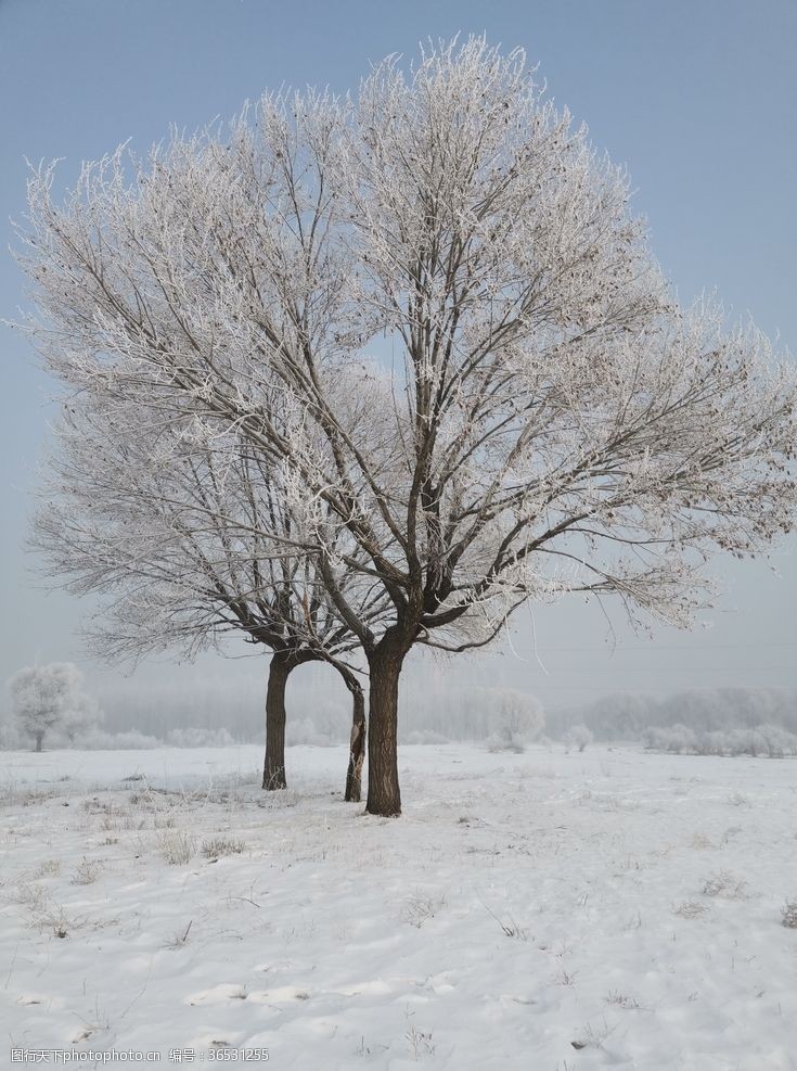 公园漫步冬天的树景