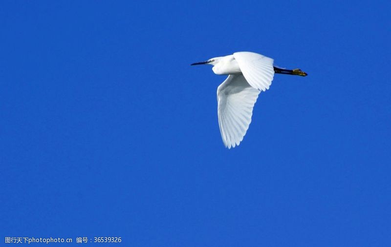 优雅的蓝色背景鸟白飞行蓝色的天空优雅