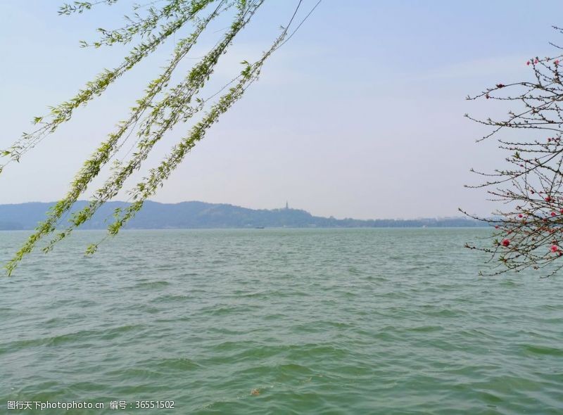 杭州西湖景点西湖边的柳树