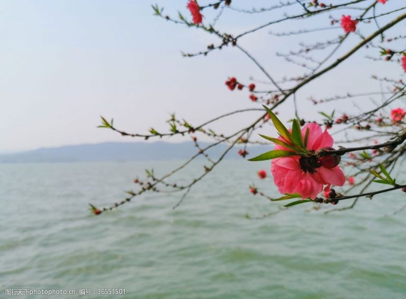 杭州西湖景点西湖边的桃花
