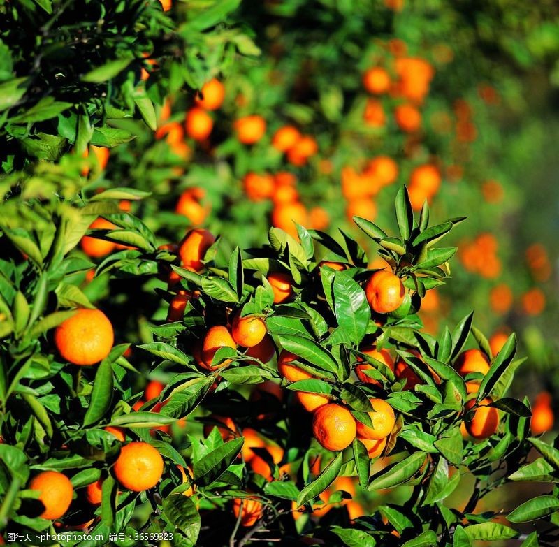 橙汁橘子橙子柑橘柚子