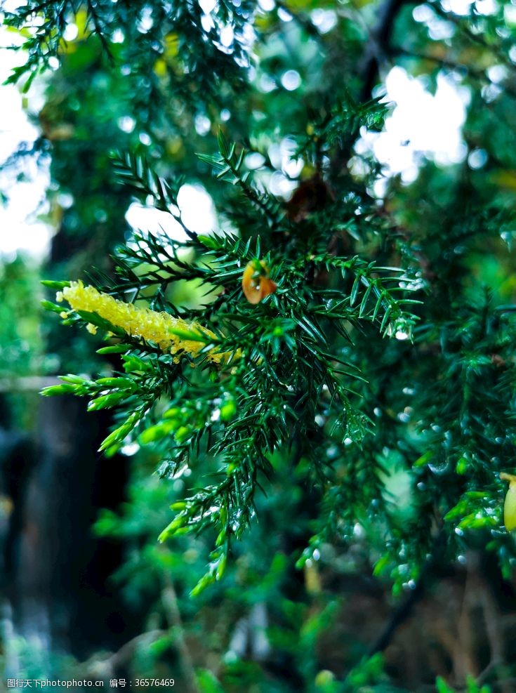 桧柏图片免费下载_桧柏素材_桧柏模板-图行天下素材网