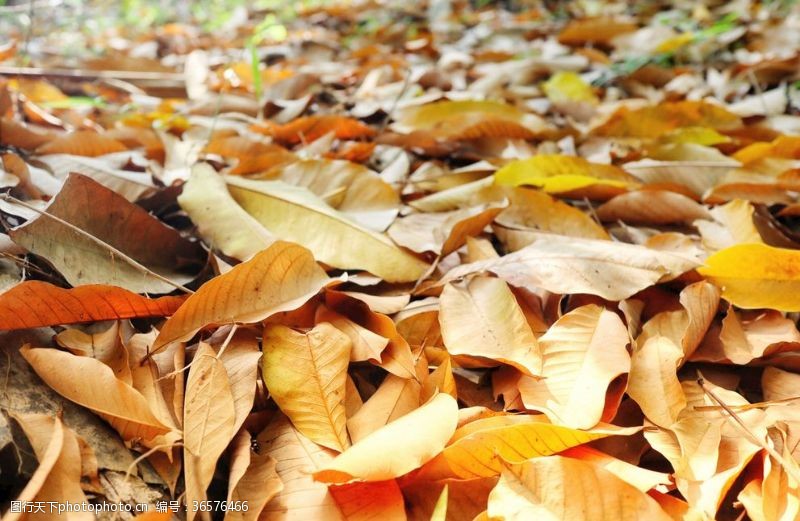 木制的秋天的落叶二进制落秋天乡