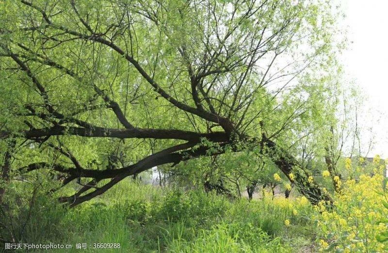 苍绿色草叶春景