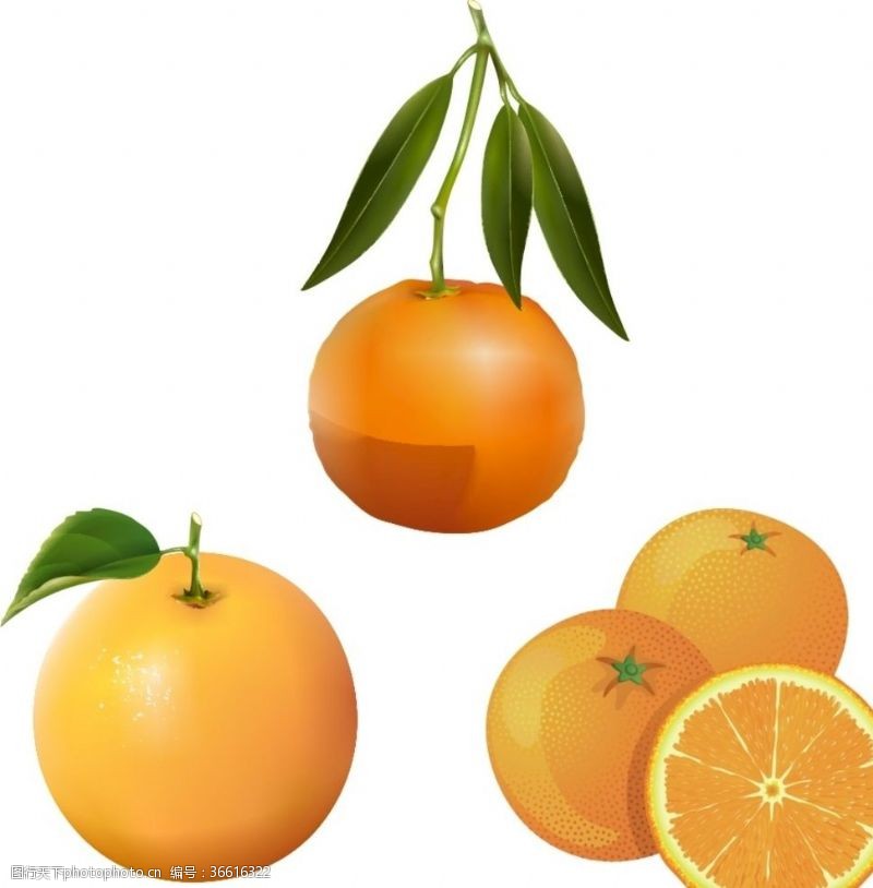 橙子切片素材橘子橙子
