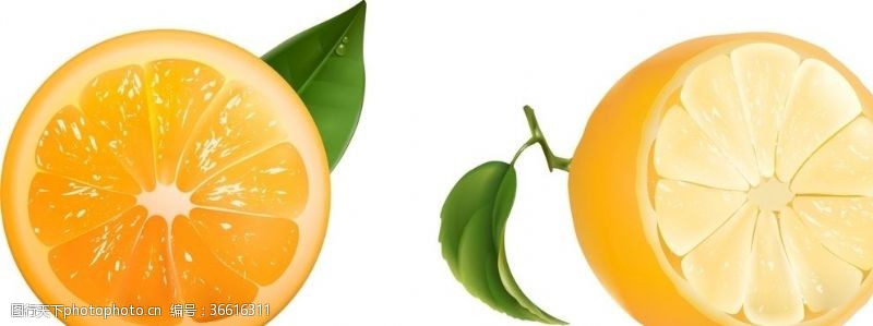 橙子切片素材橘子柑橘