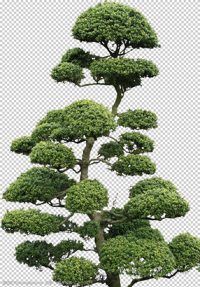 智慧树树