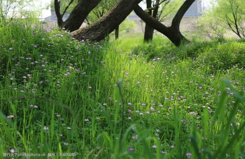 苍绿色草叶野草地