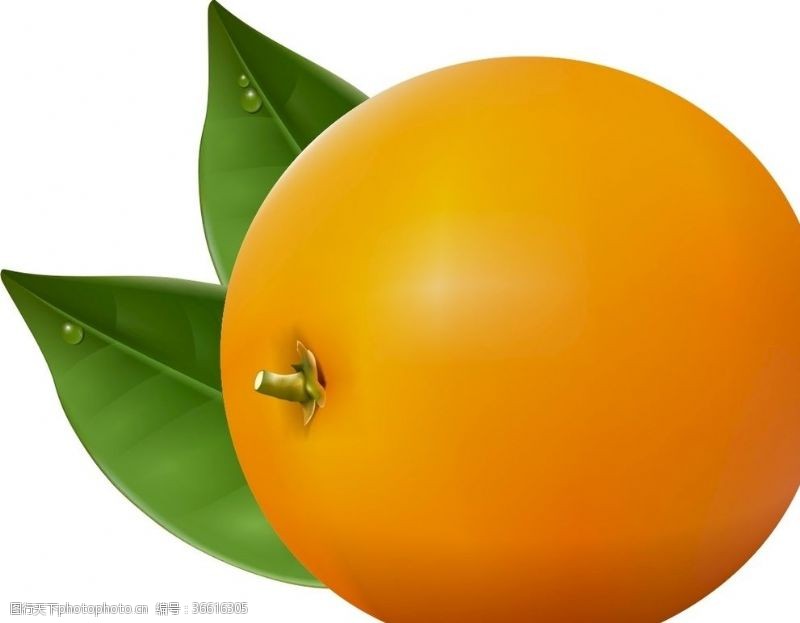 橙子切片素材橙子橘子