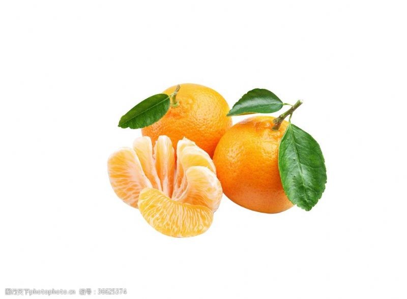 橙子切片素材柑橘