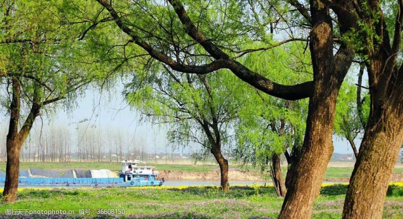 苍绿色草叶古树野花青草地