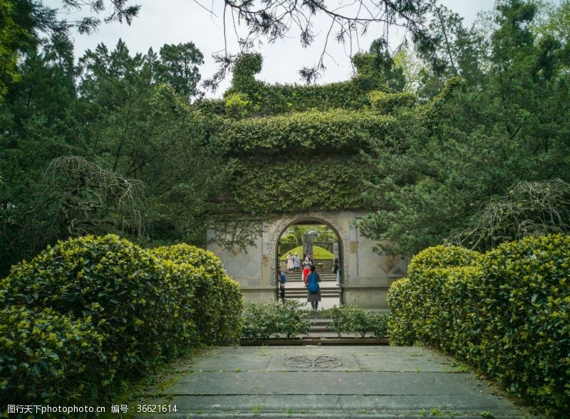 杭州西湖景点墙上的植物