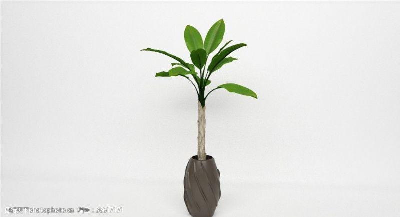 树木模型一棵棕榈树
