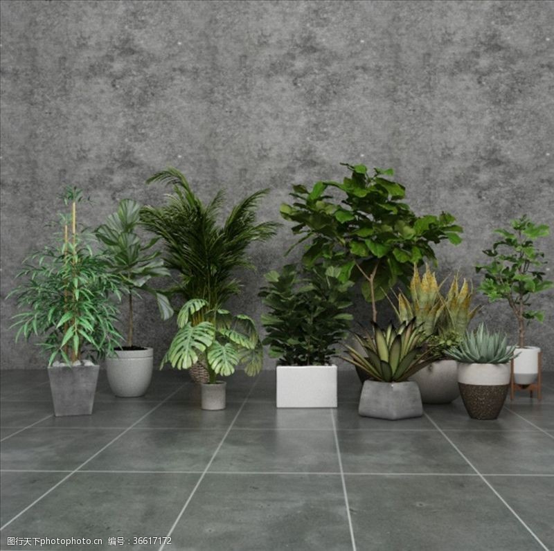 3d模型一组绿色观赏性植物